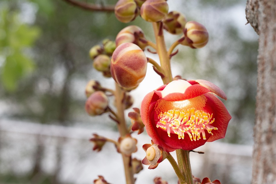 花 江 树 - Pixabay上的免费照片 - Pixabay