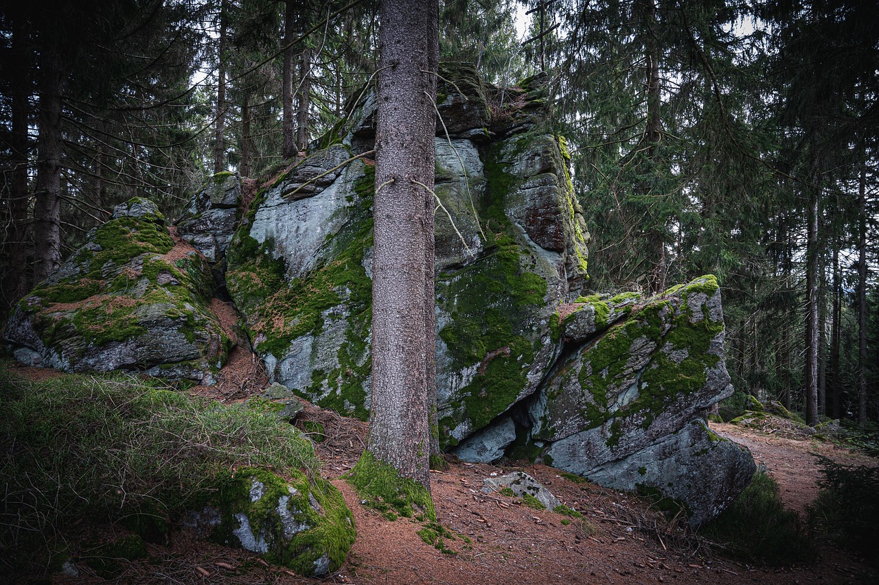 Bavarian Forest Hiking - Free photo on Pixabay - Pixabay