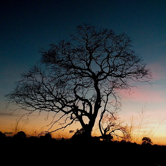 Free End Of Day Sunset Tree photo and picture