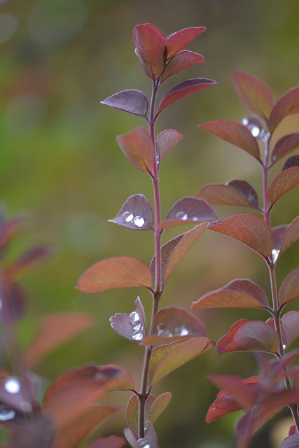 Free Leaves Plant photo and picture