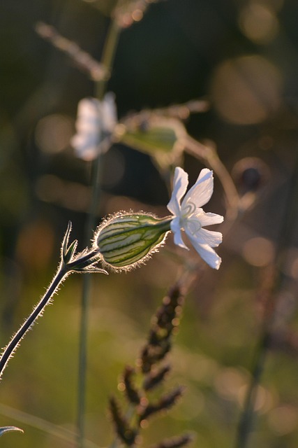 Free Flower Plant photo and picture