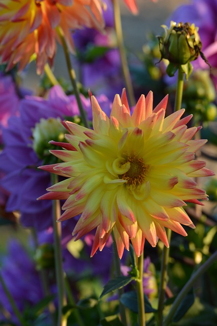 Free Flower Petals photo and picture