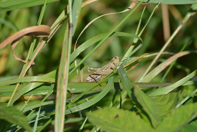 Free Grasshopper Nature photo and picture