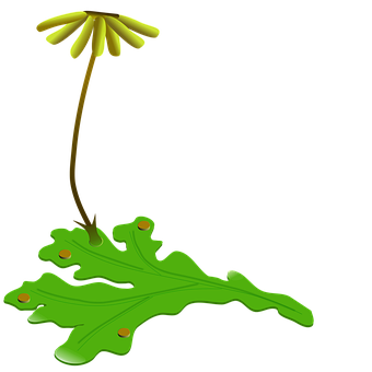 Free Plant Liverwort illustration and picture