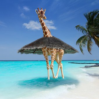 Tutorials, Giraffe, Afrika, Meer, Strand