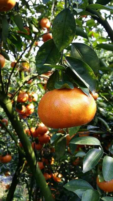 Free Mandarin Fruit photo and picture