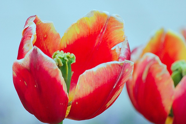 Free Tulips Flowers photo and picture