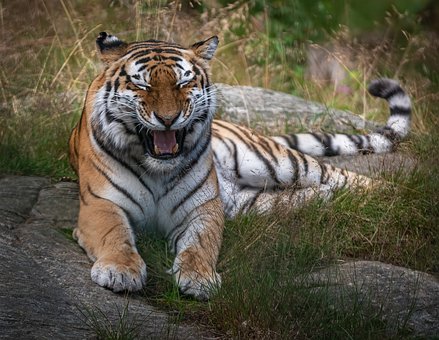 Free Tiger Feline photo and picture