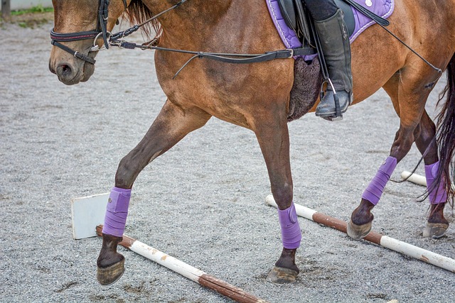 Free Horse Pony photo and picture