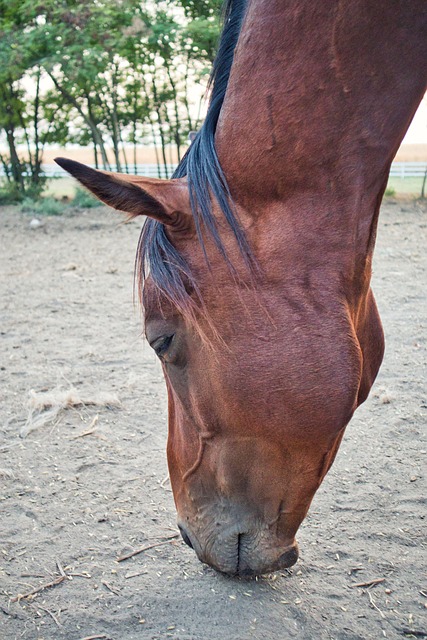 Pferd, Natur, Tier, Wild, Laufen, Feld