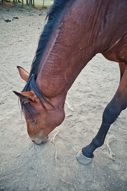 Pferd, Natur, Tier, Wild, Laufen, Feld
