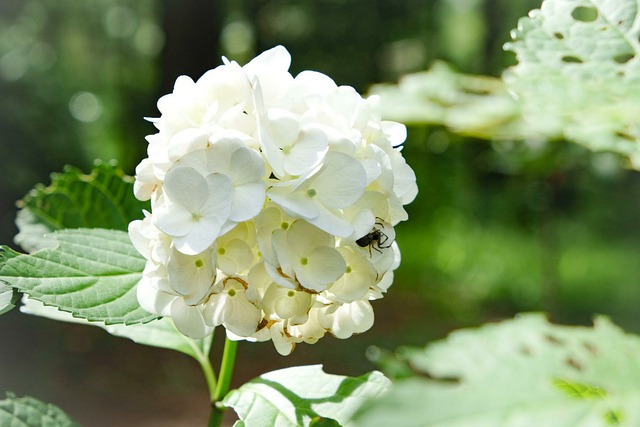 Free Hydrangeas Hydrangeaceae photo and picture