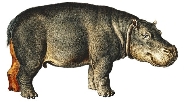 Free hippopotamus hippo animal illustration