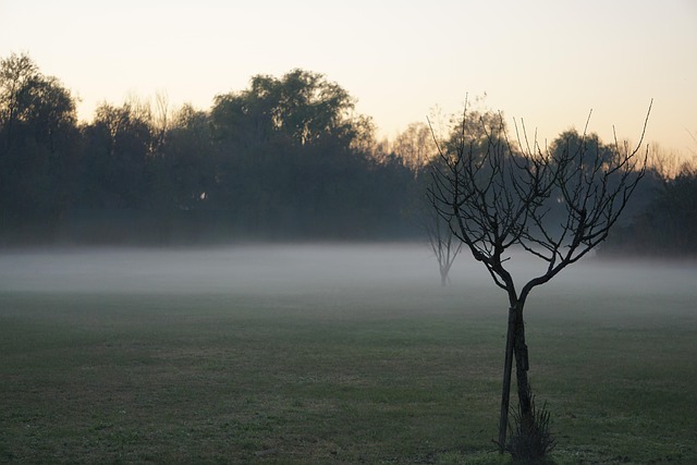 Free Fog Landscape photo and picture