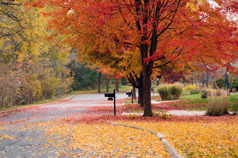 Street Autumn Leaves - Free photo on Pixabay - Pixabay