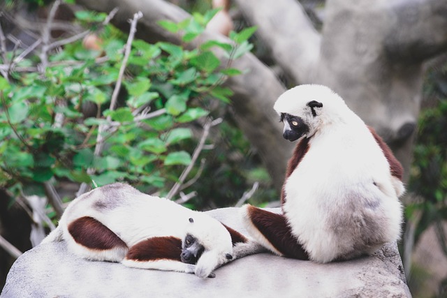 Lemurů, Zvířata, Zoo, Savci, Divoká Zvěř