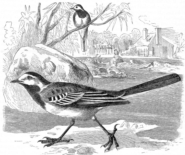 Bachstelze, Vogel, Gravur, Tier