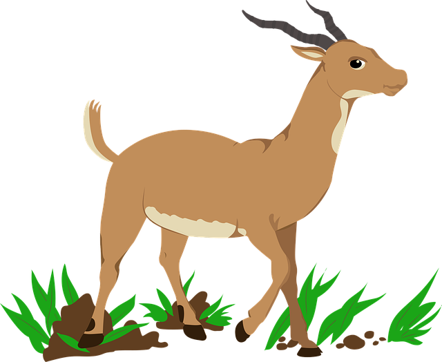 Animal, Isolar, Natural
