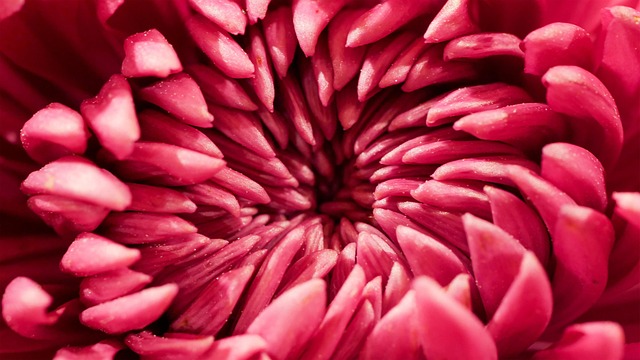 Blume, Pflanze, Blütenblätter, Blüte