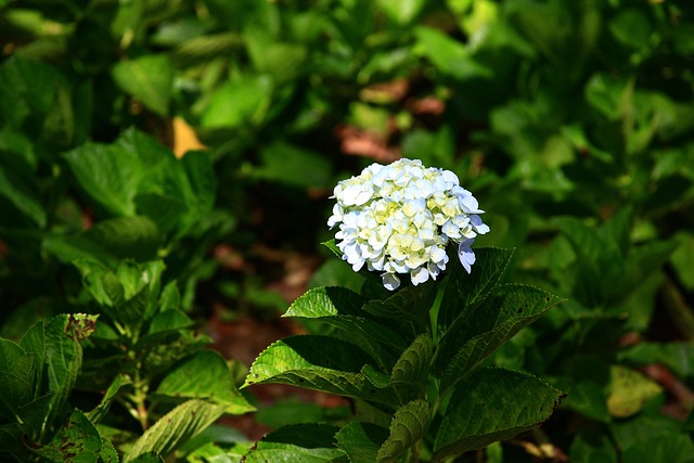 Flor, Flor De Papel, Dalat, Vietnã