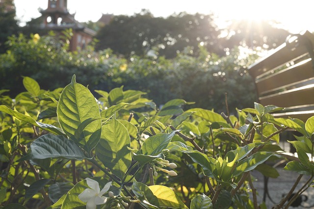 Folhas, Folhagem, Planta, Arbusto