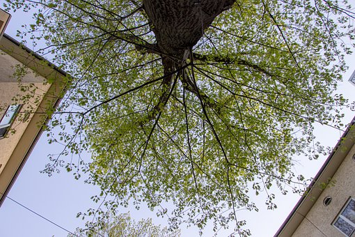 Baum, Blätter, Himmel, Natur, Bäume