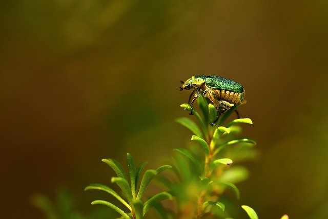 Insekt, Bille, Blade, Coleoptera