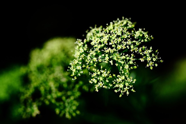 Makro, Blomsterknopper, Knopper, Knop