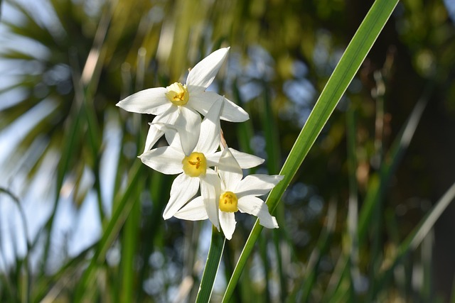 Free Flower Garden photo and picture