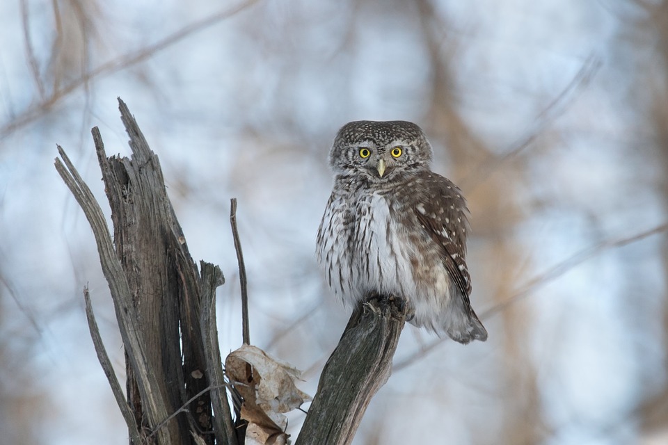 Sparrow Owl Bird Free photo on Pixabay Pixabay