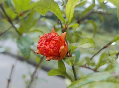 Free Pomegranate Flower photo and picture