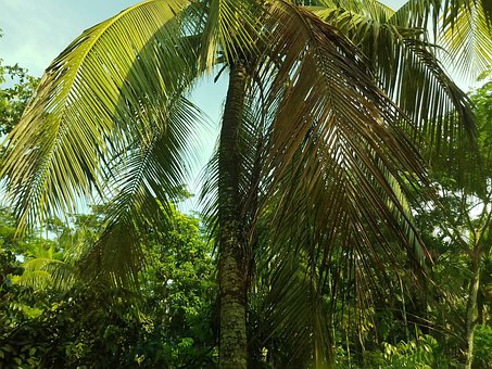 Free Coconut Tree Tree photo and picture