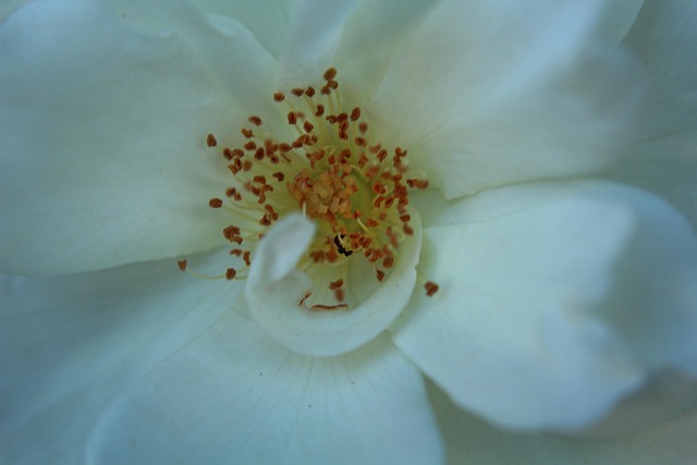 Blume Mit Ameise, Natur, Flora