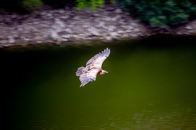 Free Vulture Flying photo and picture