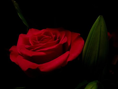Free Rose Flower photo and picture