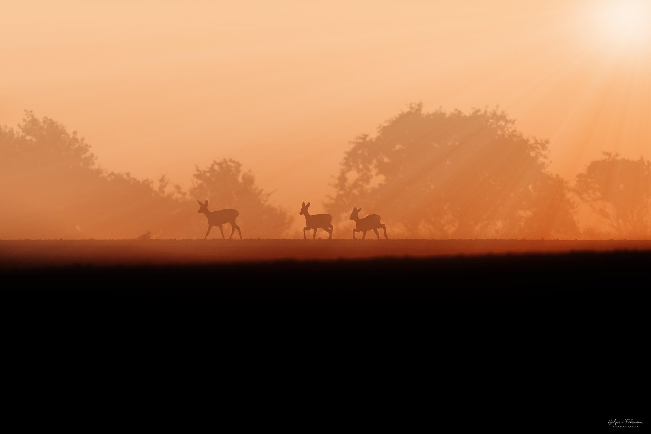 Deer Fallow Fawn Red - Free photo on Pixabay - Pixabay