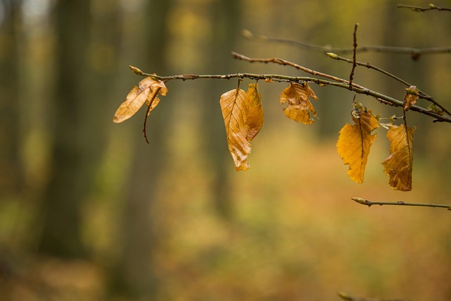 Free Wsx Uxv photo and picture