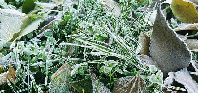 Free Grass Leaf photo and picture