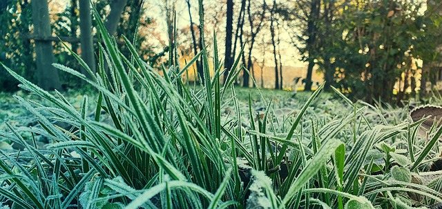 Free Green Sunny photo and picture