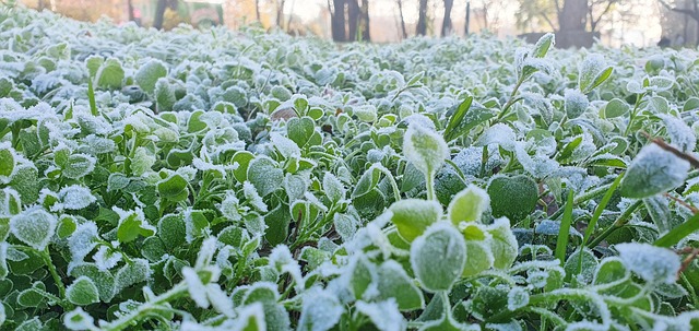 Free Green Nature photo and picture