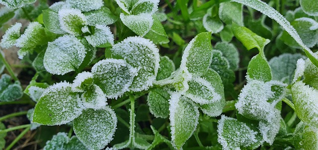 Free Green Leaves photo and picture