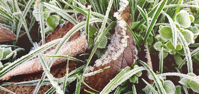 Free Leaf Grass photo and picture