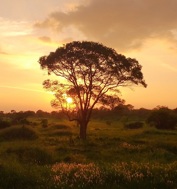 Free Tree Sunset Tree photo and picture