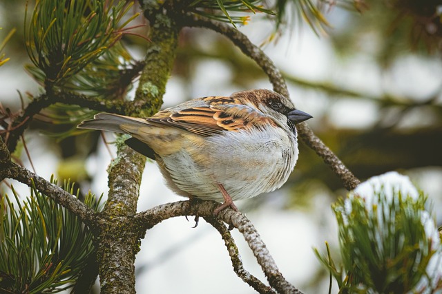Download free HD stock image of Ornithology Animal Free Ornithology Animal photo and picture