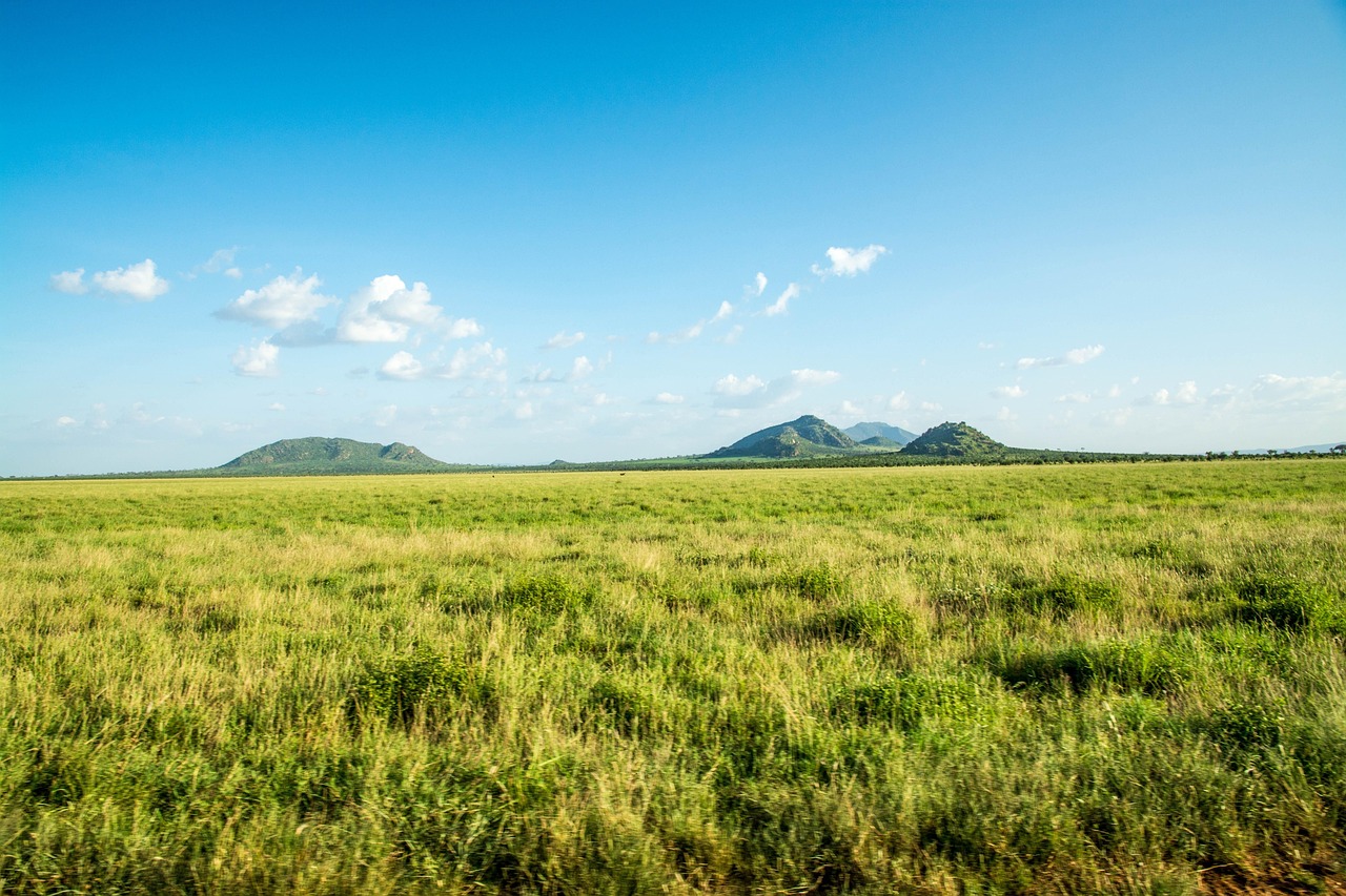Grassland Steppe Grasslands In The World Map Types And Significance 