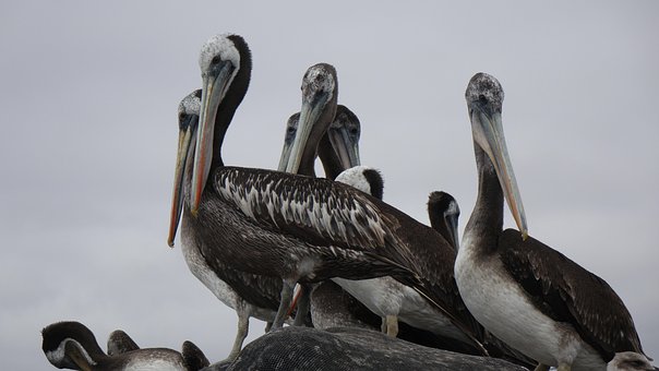 Free Pelicans Birds photo and picture