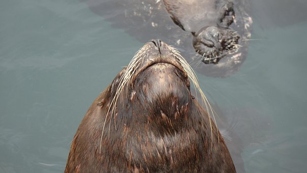 Free Wildlife Animal photo and picture