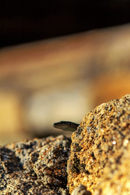 Stella del rock e rettile: una nuova specie di serpente battezzata in onore di Slash