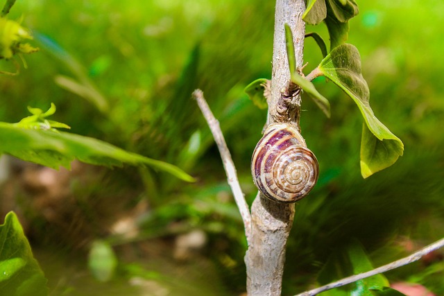 Free Snail Shell photo and picture