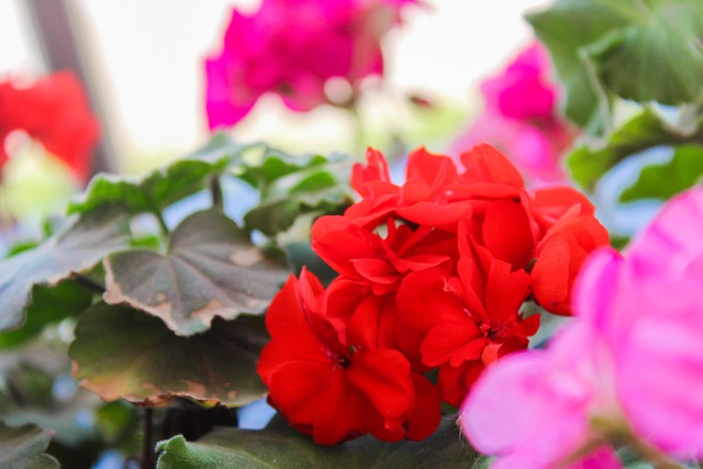 Free Leaves Flowers photo and picture